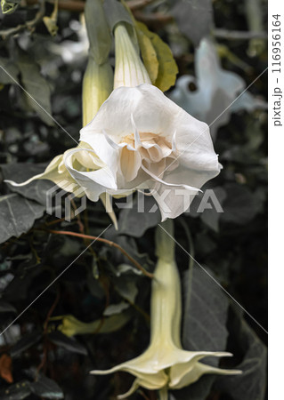 White trumpet flowers Angel trumpets. White trumpet-shaped flowers on a tropical tree 116956164