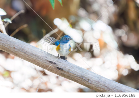 羽ばたいて飛び出す幸せの青い鳥、可愛いルリビタキ（ヒタキ科）。千葉県市川市大町公園自然観察園 116956169