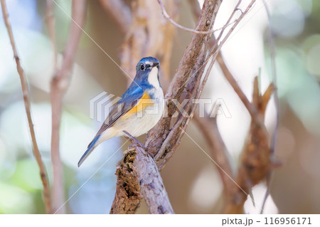 羽ばたいて飛び出す幸せの青い鳥、可愛いルリビタキ（ヒタキ科）。千葉県市川市大町公園自然観察園 116956171