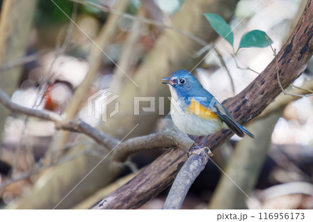 羽ばたいて飛び出す幸せの青い鳥、可愛いルリビタキ（ヒタキ科）。千葉県市川市大町公園自然観察園 116956173