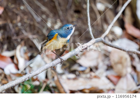 羽ばたいて飛び出す幸せの青い鳥、可愛いルリビタキ（ヒタキ科）。千葉県市川市大町公園自然観察園 116956174