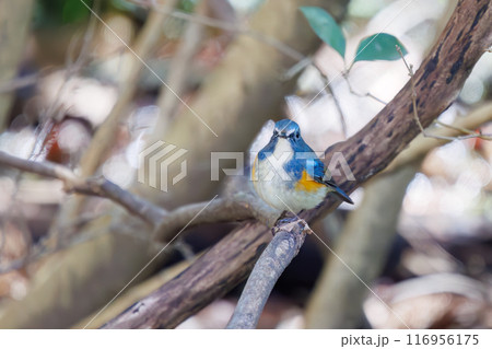 羽ばたいて飛び出す幸せの青い鳥、可愛いルリビタキ（ヒタキ科）。千葉県市川市大町公園自然観察園 116956175