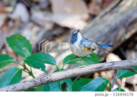 羽ばたいて飛び出す幸せの青い鳥、可愛いルリビタキ（ヒタキ科）。千葉県市川市大町公園自然観察園 116956176