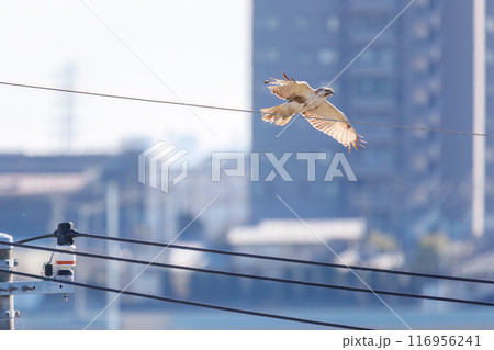 飛翔する美しいノスリ（タカ科）。埼玉県三郷市荒川河川敷-2024年3月 116956241