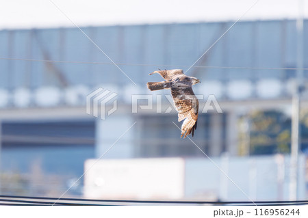 飛翔する美しいノスリ（タカ科）。埼玉県三郷市荒川河川敷-2024年3月 116956244