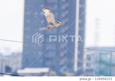 飛翔する美しいノスリ（タカ科）。埼玉県三郷市荒川河川敷-2024年3月 116956251