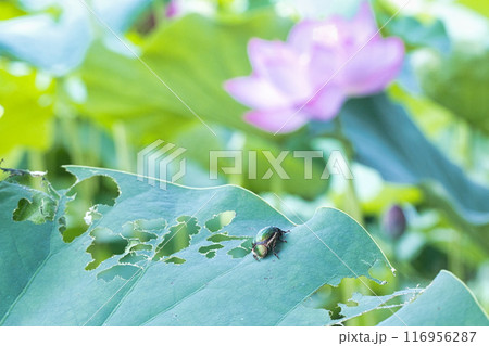ハスの葉を食べている黄金虫 116956287