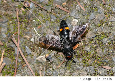 地面を徘徊するアカスジツチバチ（自然光＆ストロボ・マクロレンズ接写） 116956310