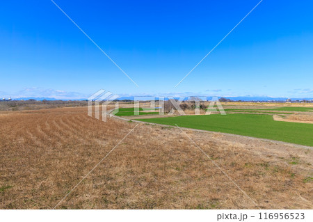 広大な葦原と雄大な富士山と一本道。埼玉県熊谷市荒川河川敷-2024年3月 116956523