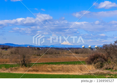 広大な葦原と雄大な富士山。埼玉県熊谷市荒川河川敷-2024年3月 116956527