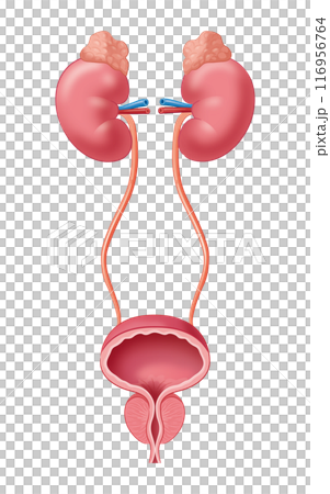 Kidney and bladder 116956764