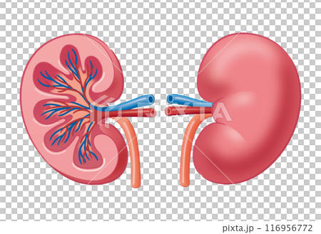 kidney kidney 116956772