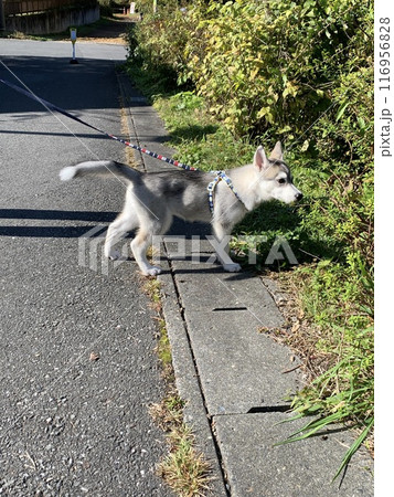 シベリアンハスキー パピー 仔犬 子犬 天使 しっぽの有る天使 シベリアンハスキー パピー 仔犬 子犬 天使 しっぽの有る天使 116956828