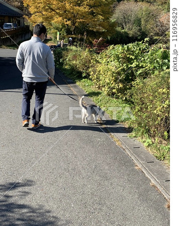 シベリアンハスキー パピー 仔犬 子犬 天使 しっぽの有る天使 シベリアンハスキー パピー 仔犬 子犬 天使 しっぽの有る天使 116956829