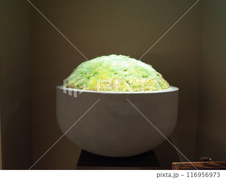 天然苔の置物がある風景_札幌 116956973