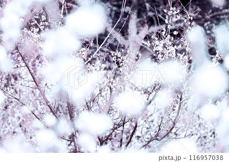 モフモフフワフワと玉雪をかぶる梅林の和風情緒豊かな自然風景アート モフモフフワフワと玉雪をかぶる梅林の和風情緒豊かな自然風景アート 116957038
