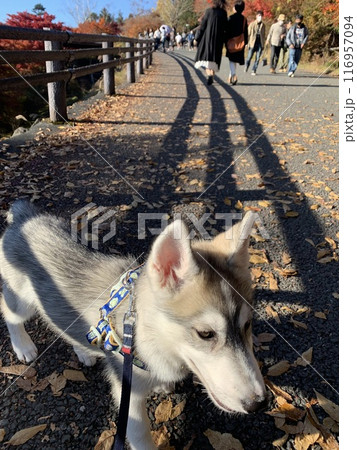 シベリアンハスキー パピー 子犬 可愛すぎる しっぽのある天使 シベリアンハスキー パピー 子犬 可愛すぎる しっぽのある天使 116957094