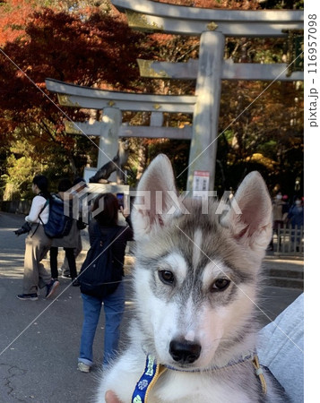 シベリアンハスキー パピー 子犬 可愛すぎる しっぽのある天使 シベリアンハスキー パピー 子犬 可愛すぎる しっぽのある天使 116957098