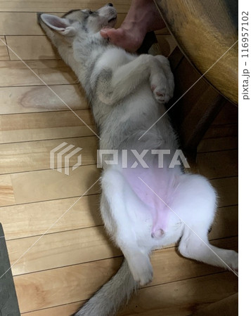 シベリアンハスキー パピー 子犬 可愛すぎる しっぽのある天使 シベリアンハスキー パピー 子犬 可愛すぎる しっぽのある天使 116957102