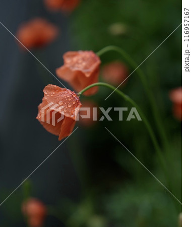 野原に咲く可愛いナガミヒナゲシの花 116957167