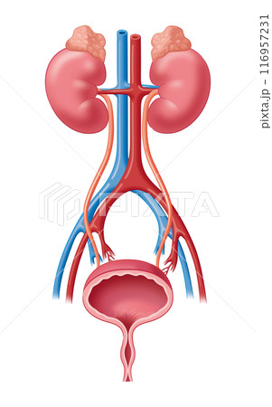 腎臓と泌尿器 116957231