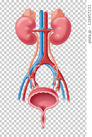 腎臟和泌尿系統 116957231