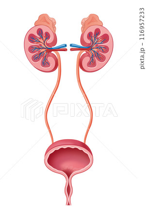 腎臓と膀胱 腎臓と膀胱 116957233