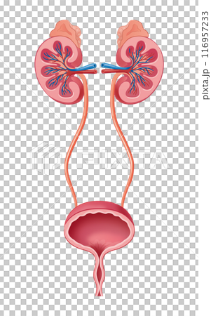 腎臓と膀胱 腎臓と膀胱 116957233