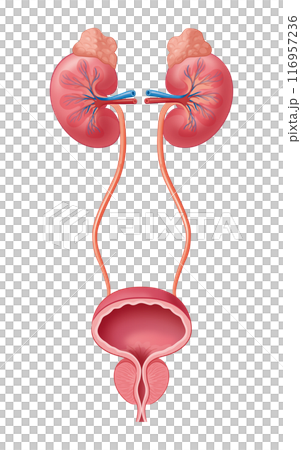 Kidney and bladder Kidney and bladder 116957236
