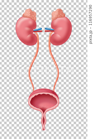 Kidney and bladder Kidney and bladder 116957290