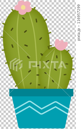 Cactus  116957299