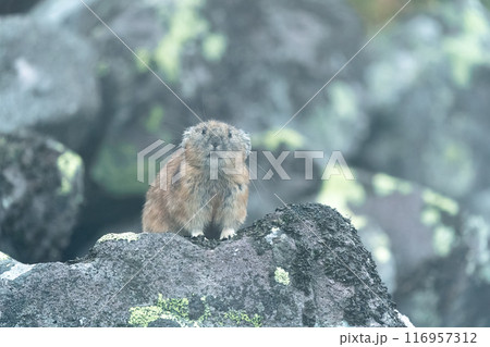 岩の上でくつろぐナキウサギ 116957312
