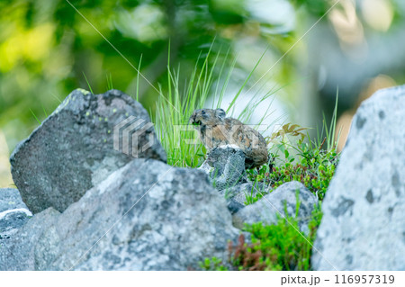 岩の上で休むナキウサギ 116957319