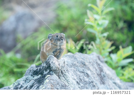 石の上に立つナキウサギ 116957321