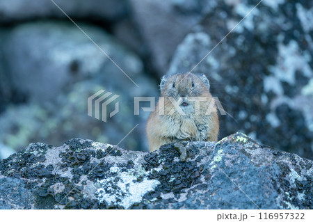 岩の上に出てきたナキウサギ 116957322