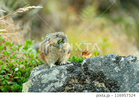 石の上で食事するナキウサギ 石の上で食事するナキウサギ 116957324