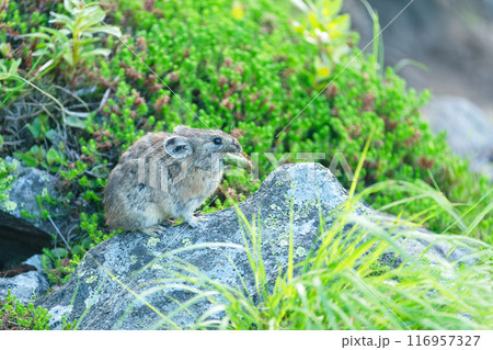 岩の上で食事するナキウサギ 116957327