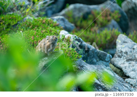 岩に立つナキウサギ 116957330