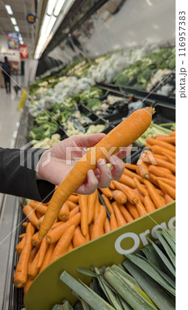 Close-up of a hand holding carrot with a heap of ripe and red carrots as background. selective focus. 116957383