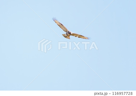 飛翔する美しいノスリ（タカ科）。埼玉県熊谷市荒川河川敷-2024年3月 116957728