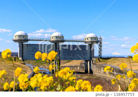 広大な葦原の雄大な富士山と玉作水門と菜の花畑。埼玉県熊谷市荒川河川敷-2024年3月 116957755