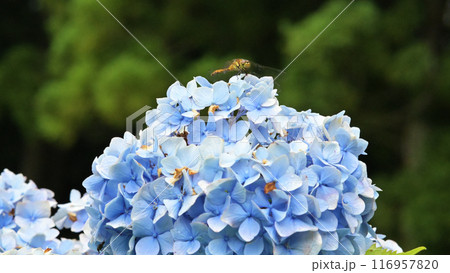 アジサイの花に止まるトンボ 116957820