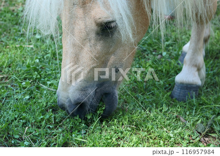 Cute close up pony in contact zoo eat grass in summer. Pets and therapy. Cute close up pony in contact zoo eat grass in summer. Pets and therapy. 116957984