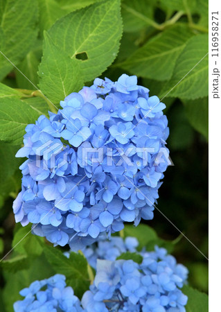 多数の青色の装飾花を備えるアジサイの手毬咲きの花房をクローズアップで撮影した写真 116958271