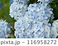 多数の青色の装飾花を備えるアジサイの手毬咲きの花房をクローズアップで撮影した写真 116958272