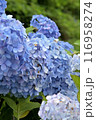 青い紫陽花 116958274
