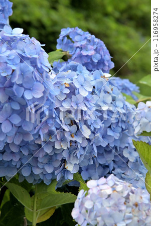 青い紫陽花 116958274
