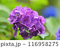 紫色の紫陽花の花が咲いています 116958275