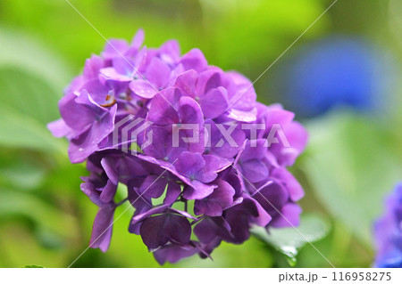 紫色の紫陽花の花が咲いています 紫色の紫陽花の花が咲いています 116958275