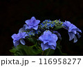 梅雨に咲く紫陽花 116958277